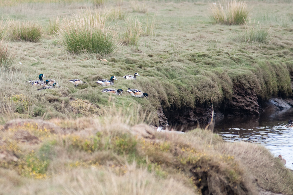 Chiloé Wigeon   Chiloé Island, Chile