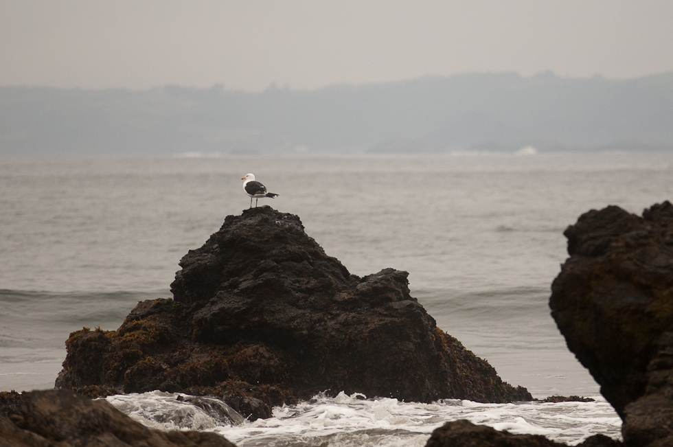 Kelp Gull at Islotes de Puñihuil Natural Monument   Chiloé Island, Chile
