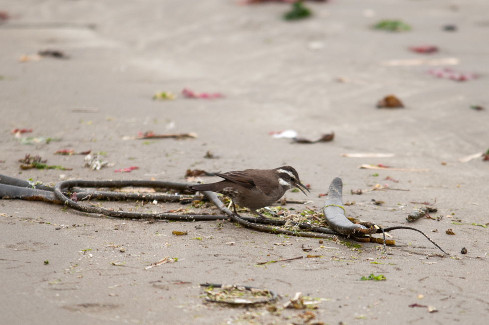 Dark-bellied Cinclodes   Chiloé Island, Chile