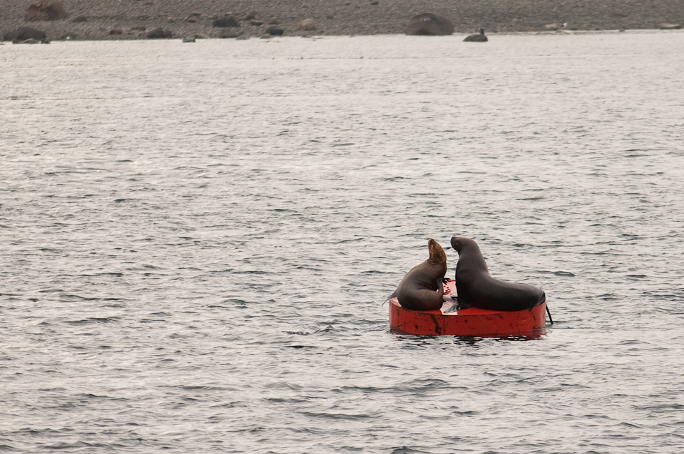 Sea Lions   Chacao Strait, Chile