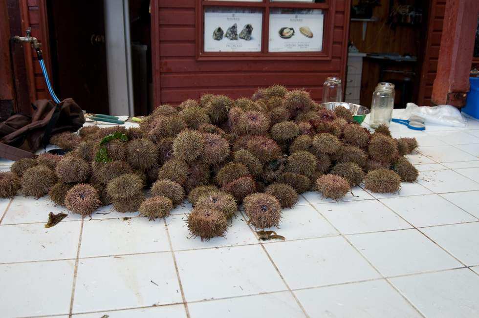 Fish Market   Puerto Montt, Chile