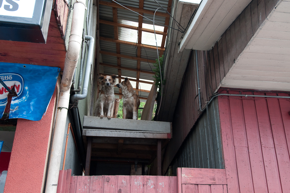 Dogs keeping an eye on us   Puerto Montt, Chile