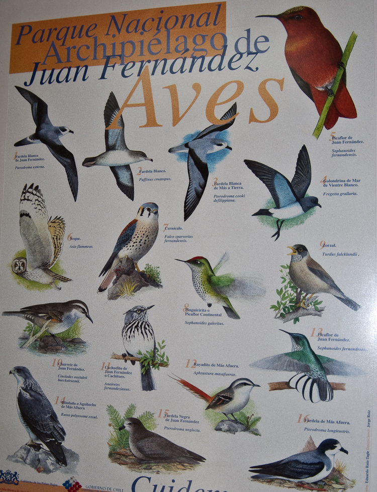 Wildlife Poster Onboard   Puerto Montt, Chile