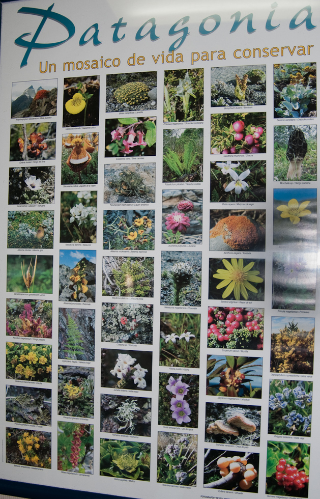 Plant Poster   Puerto Montt, Chile