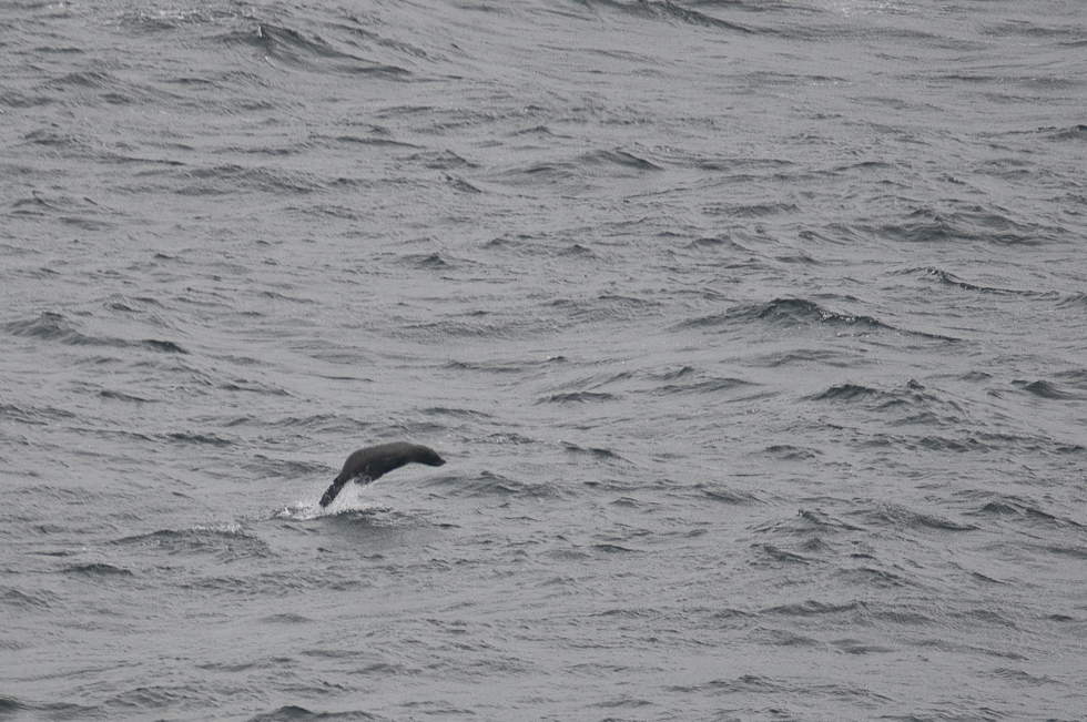 Lots of Seals   Chilean Fjords