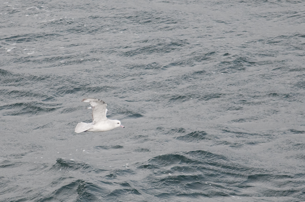 Southern Fulmar?   Chilean Fjords