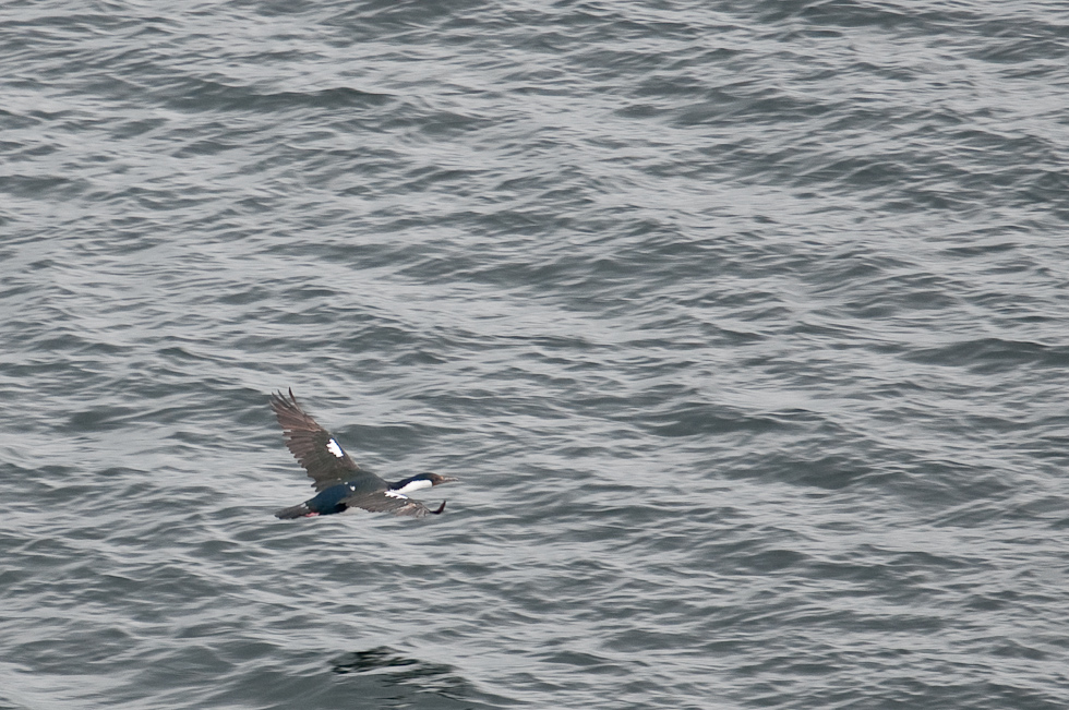 Imperial Cormorant   Chilean Fjords