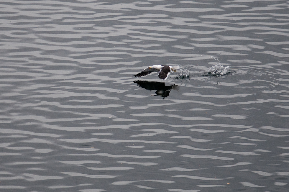 Kelp Gull Takeoff   Chilean Fjords