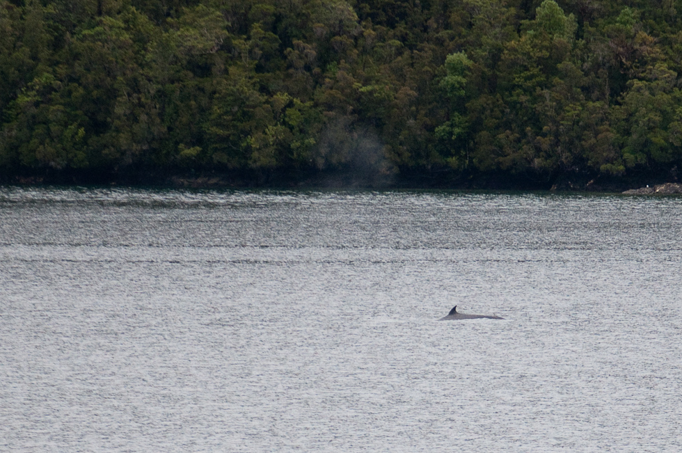 Whale   Chilean Fjords