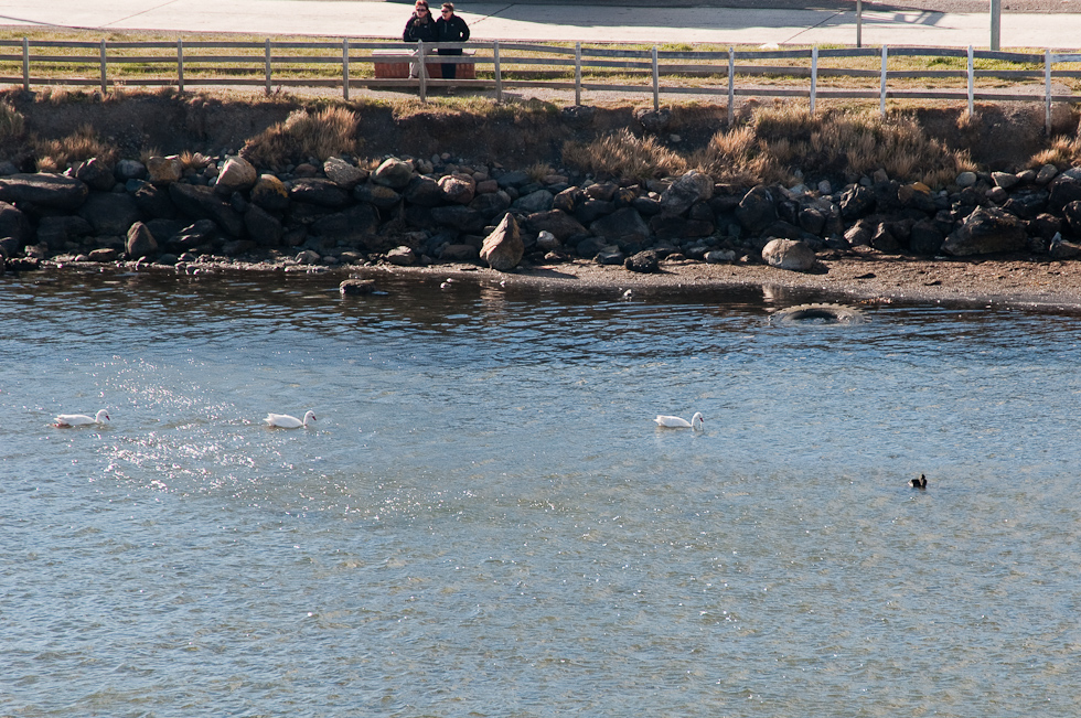 Coscoroba Swans   Puerto Natales, Chile