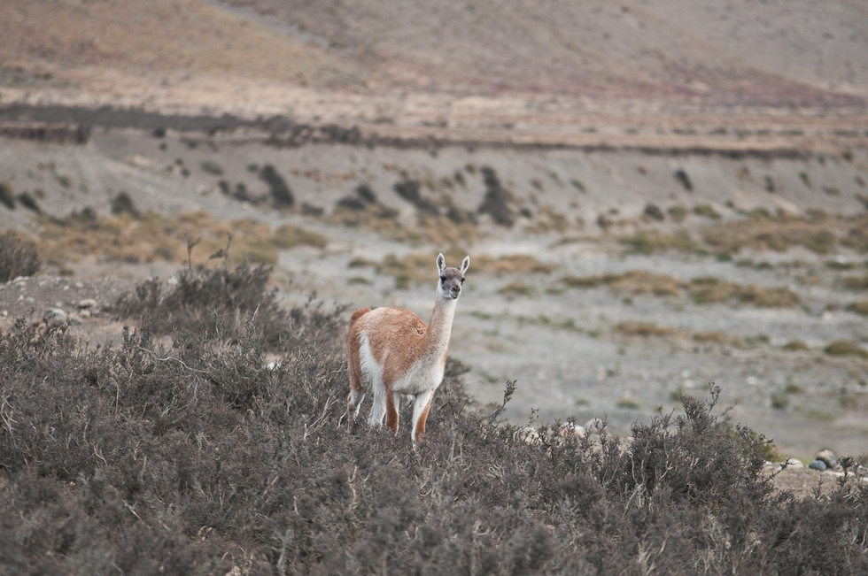 First Guanaco Picture   Near Torres del Paine National Park, Chile