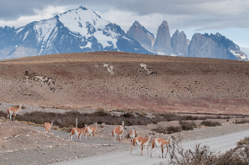Why did the guanaco cross the road?   Near Torres del Paine National Park, Chile