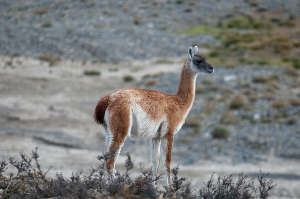 Young Guanaco   Near Torres del Paine National Park, Chile