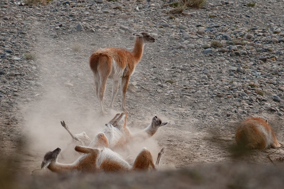Just rolling around in the dirt   Near Torres del Paine National Park, Chile