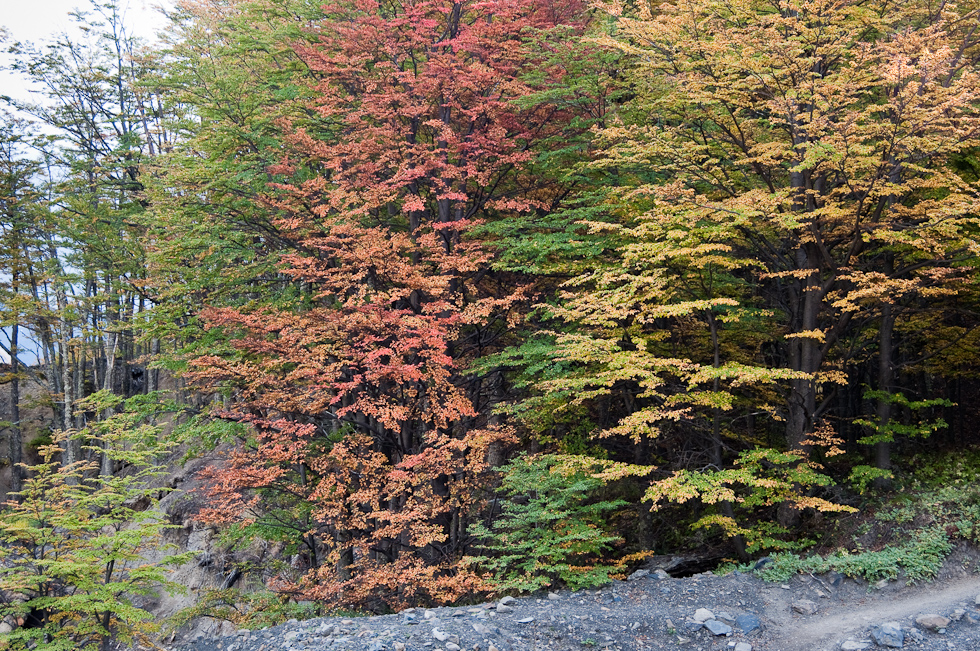 Beech Fall Color   Torres del Paine National Park, Chile