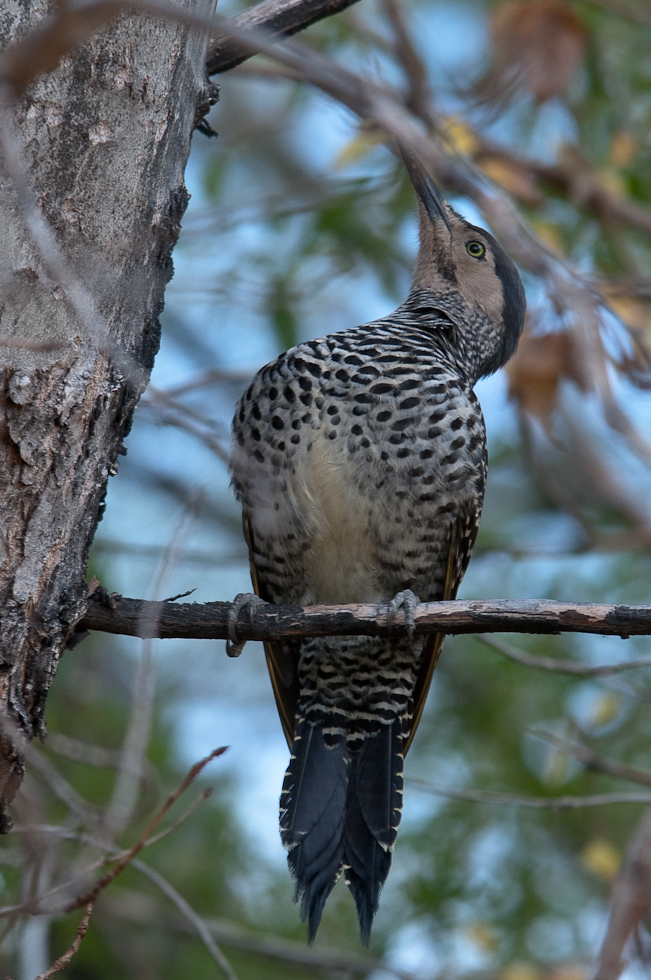 Chilean Flicker   Near Torres del Paine National Park, Chile
