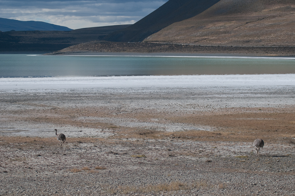 Rhea   Near Torres del Paine National Park, Chile