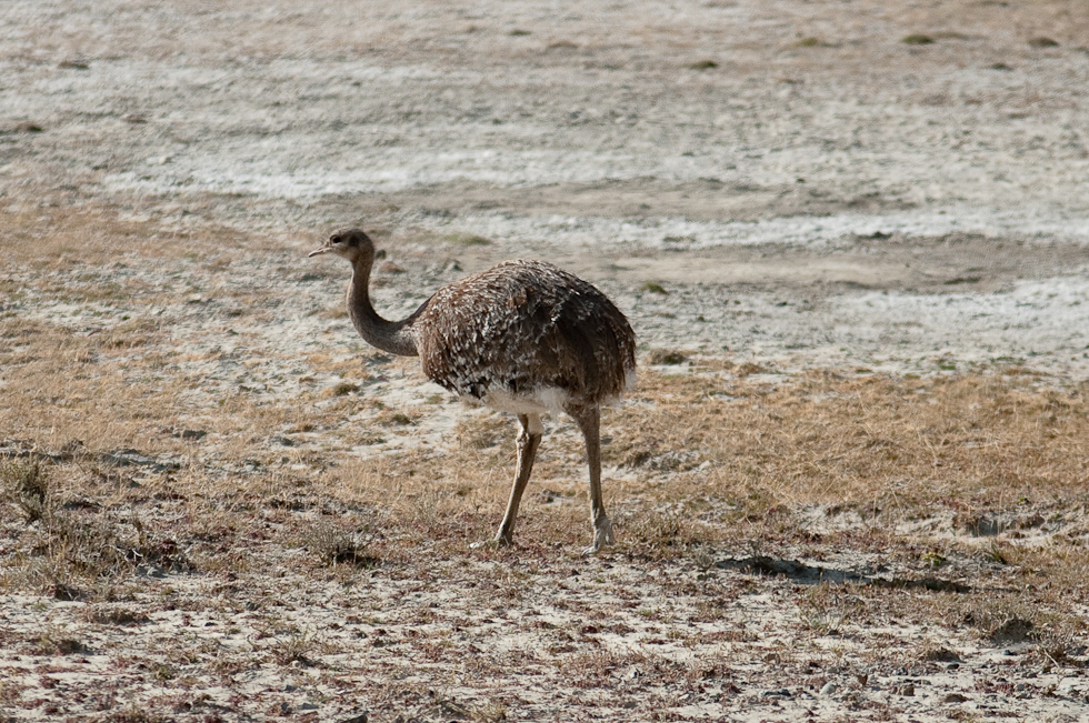    Near Torres del Paine National Park, Chile