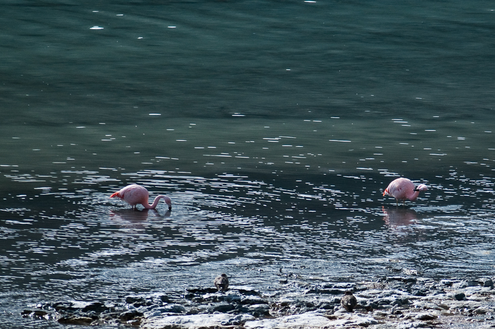 Flamingo   Near Torres del Paine National Park, Chile