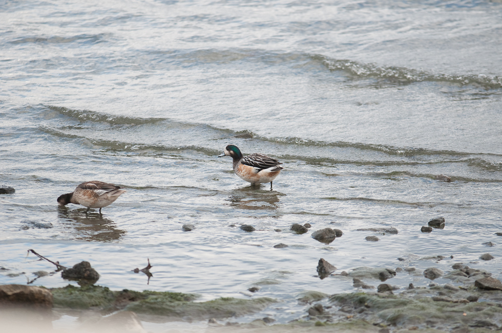    Puerto Natales, Chile