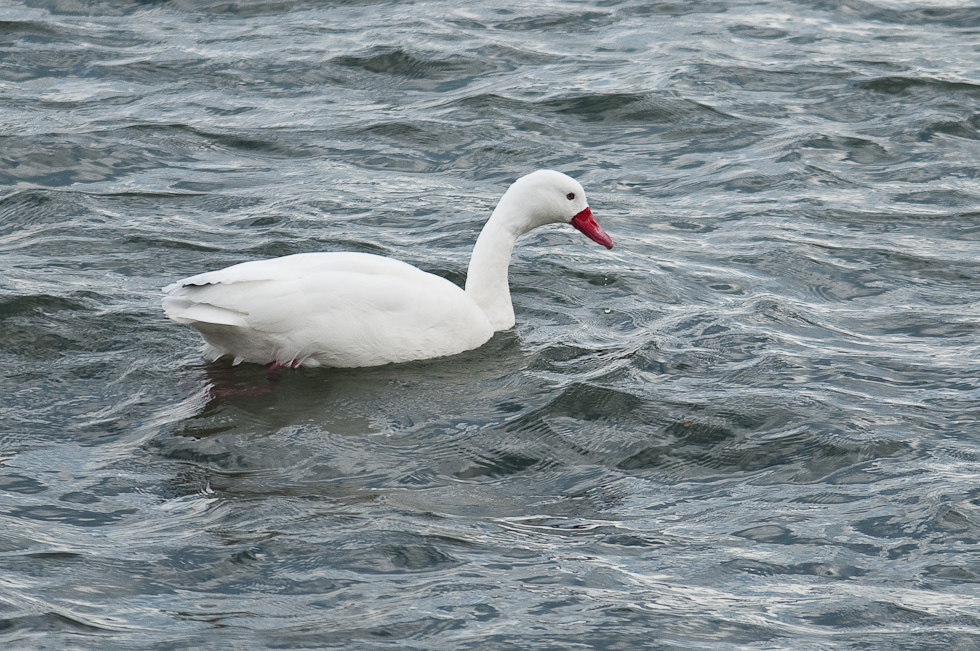 Coscoroba Swan   Puerto Natales, Chile