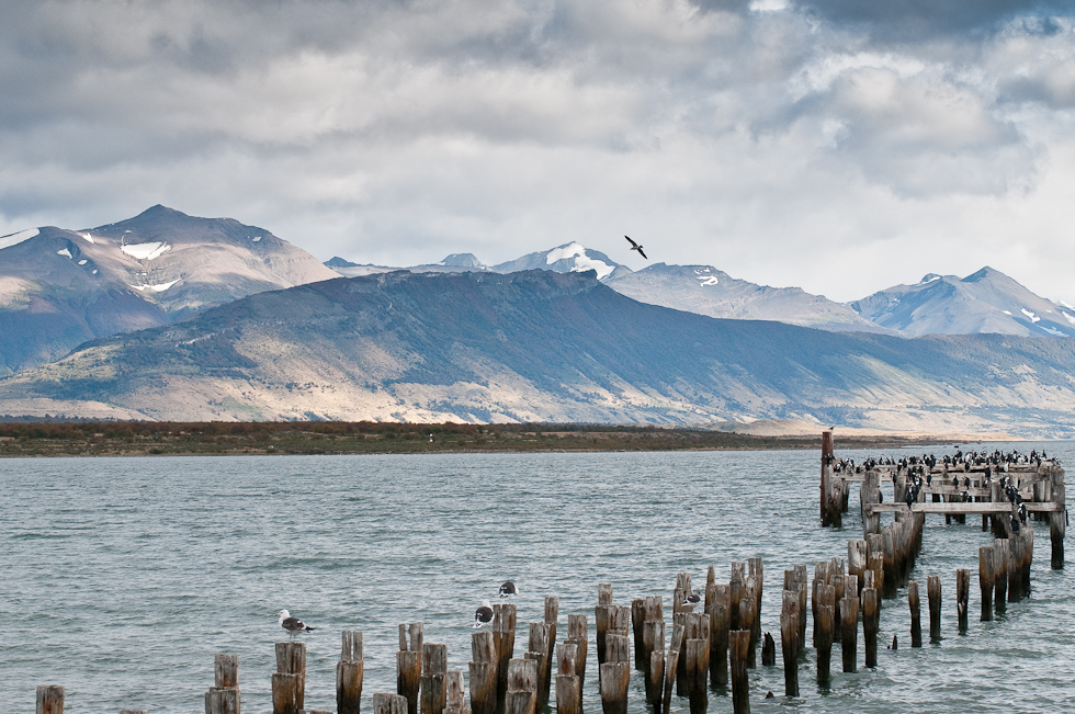 Imperial Cormorants and gulls   Puerto Natales, Chile