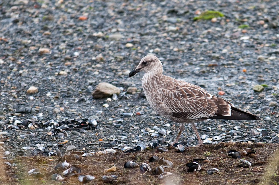    Puerto Natales, Chile