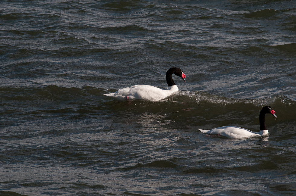    Puerto Natales, Chile