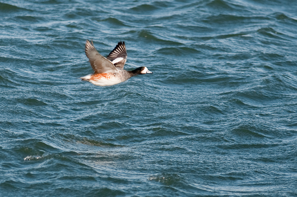    Puerto Natales, Chile