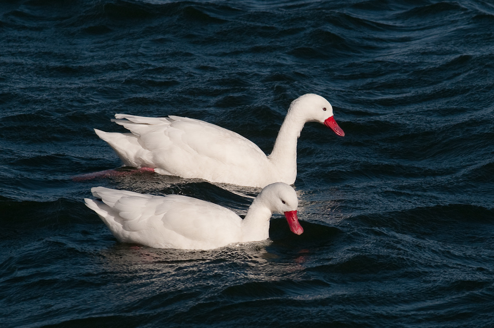Coscoroba Swans   Puerto Natales, Chile