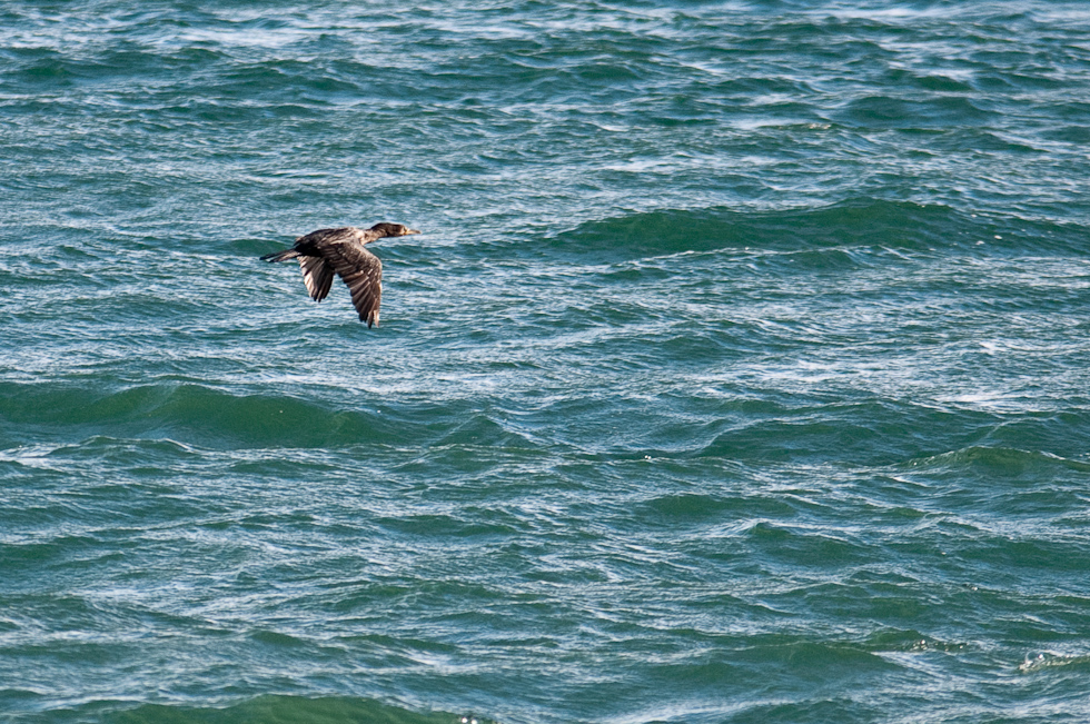    Puerto Natales, Chile