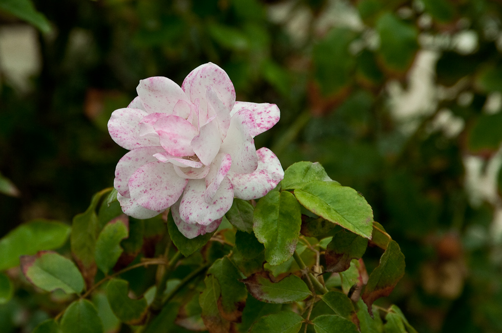    Concha Y Toro Winery, Chile