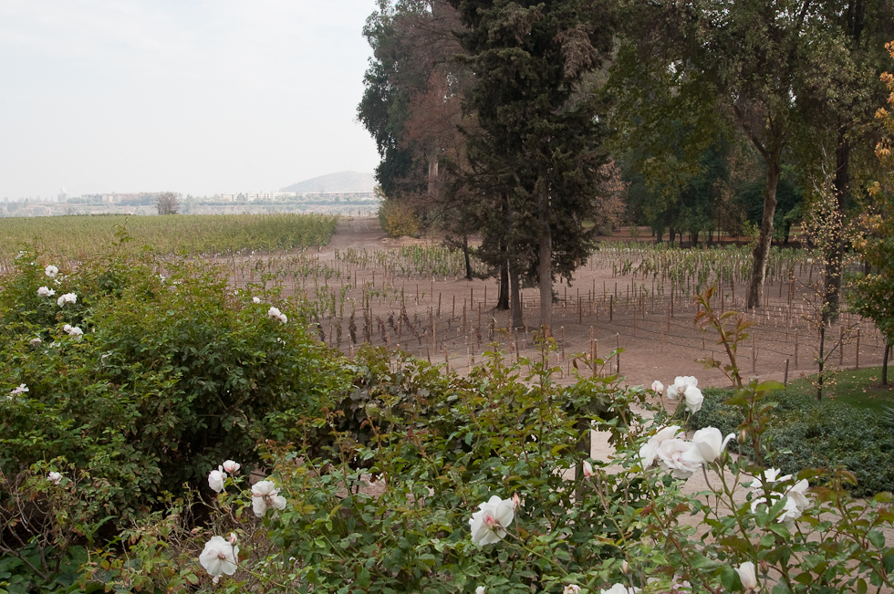Vines and Roses   Concha Y Toro Winery, Chile