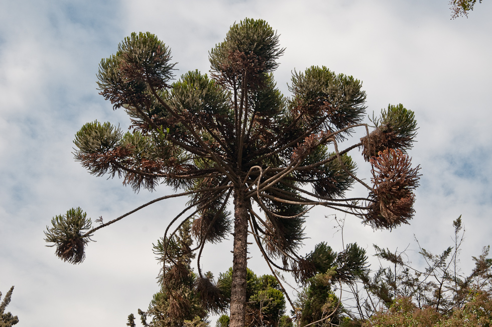    Concha Y Toro Winery, Chile