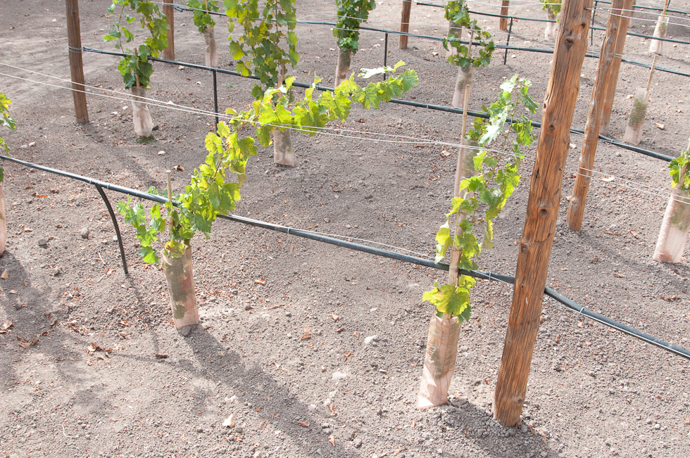    Concha Y Toro Winery, Chile