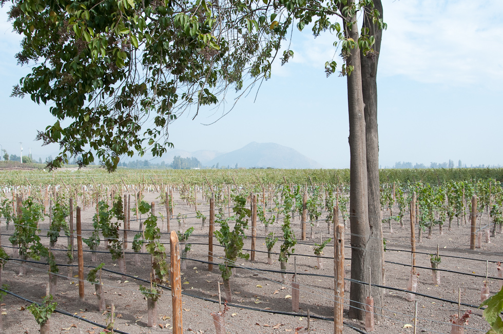   Concha Y Toro Winery, Chile