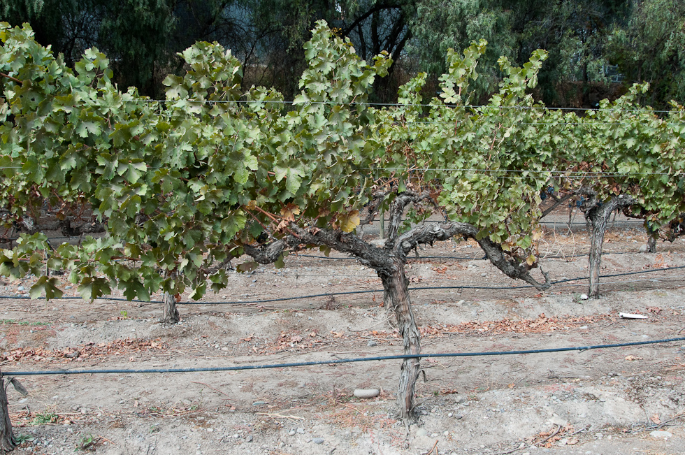    Concha Y Toro Winery, Chile