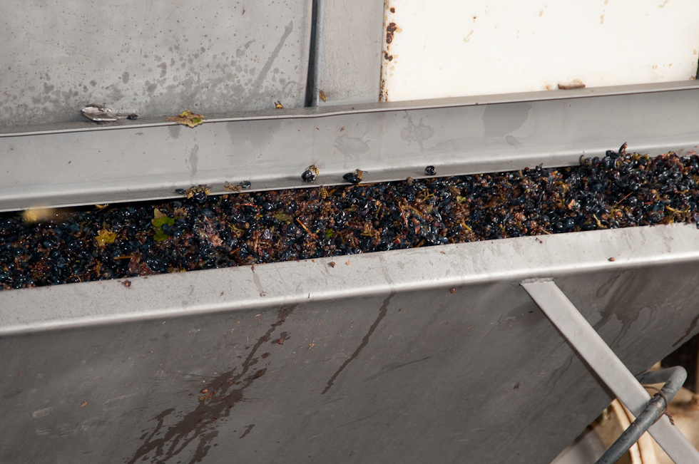 Bees like grapes   Cavas del Maipo Winery, near Puerto Alto, Chile