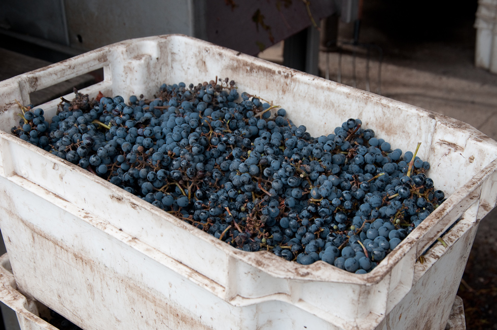    Cavas del Maipo Winery, near Puerto Alto, Chile