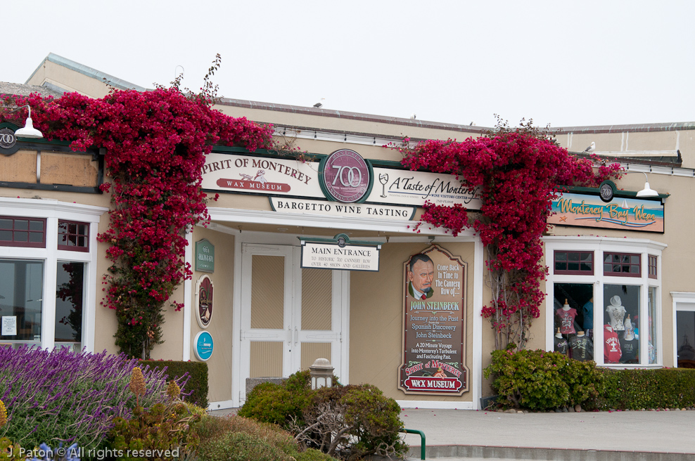 Bougainvillea espalier   Monterey, California