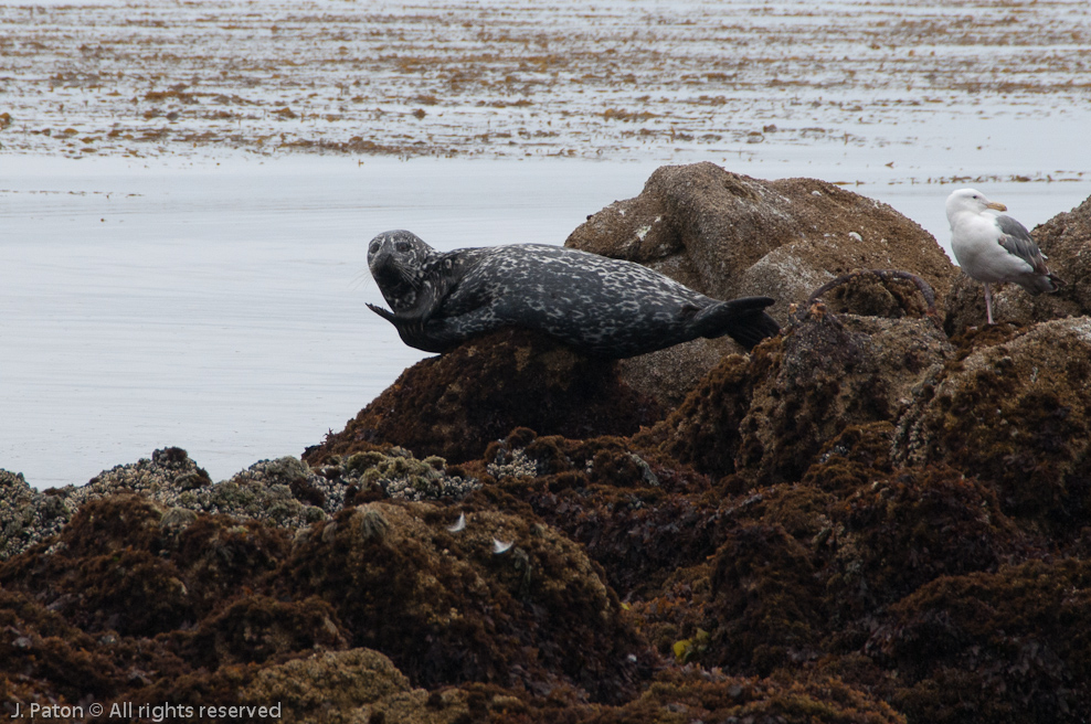    Monterey, California