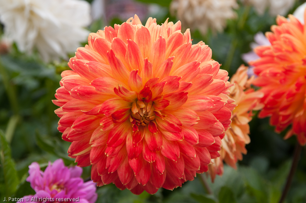Steinbeck Plaza   Monterey, California