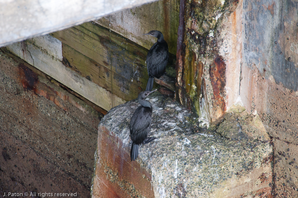 Brandts Cormorants?   Monterey, California