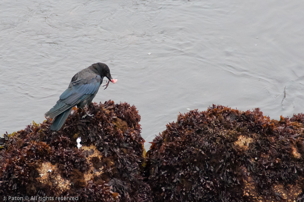    Monterey, California