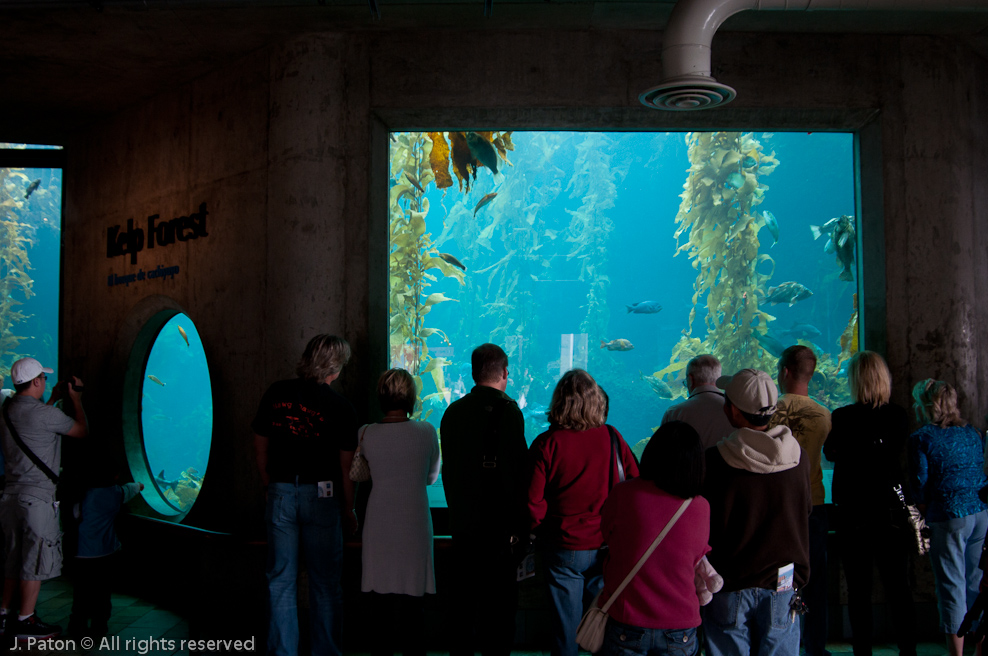 Monterey Bay Aquarium   Monterey, California