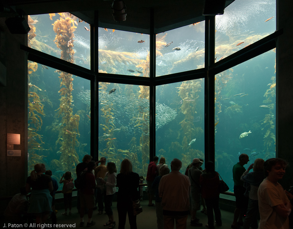 Monterey Bay Aquarium   Monterey, California