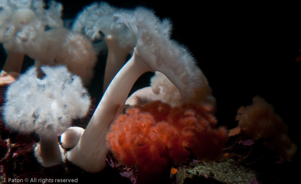 Monterey Bay Aquarium   Monterey, California