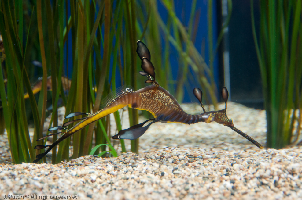 Monterey Bay Aquarium   Monterey, California