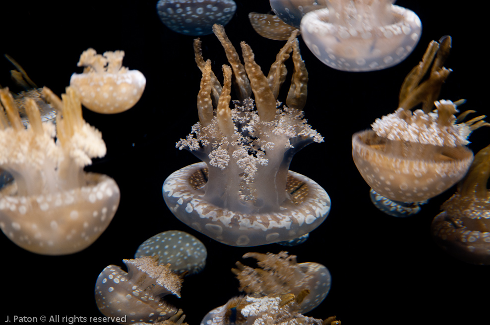 Monterey Bay Aquarium   Monterey, California