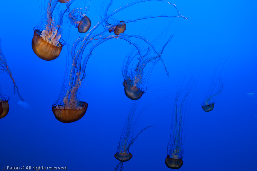 Monterey Bay Aquarium   Monterey, California